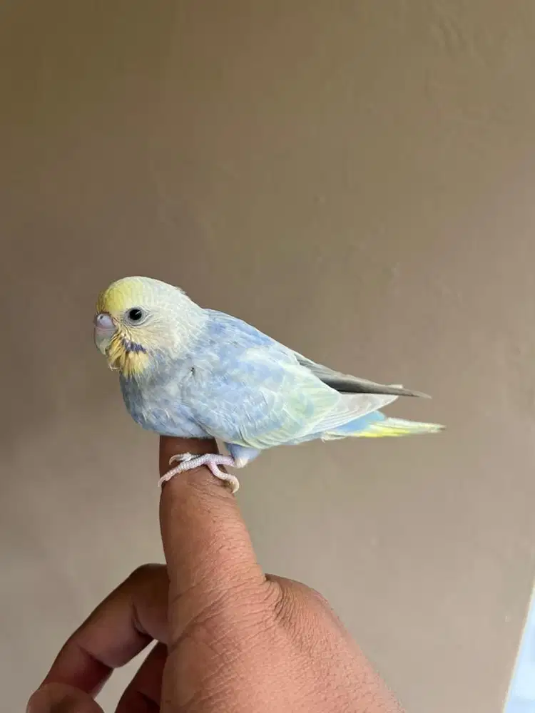 Burung Parkit Mutasi Jinak FTM