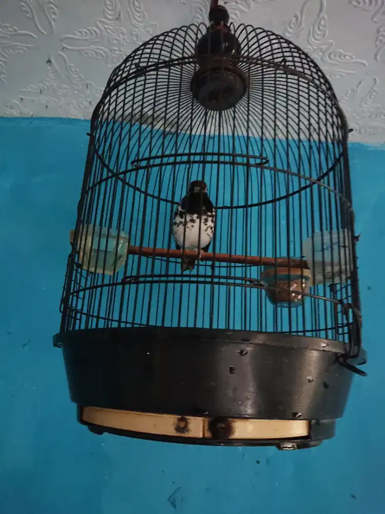 Anis kembang wiksar mulus gs