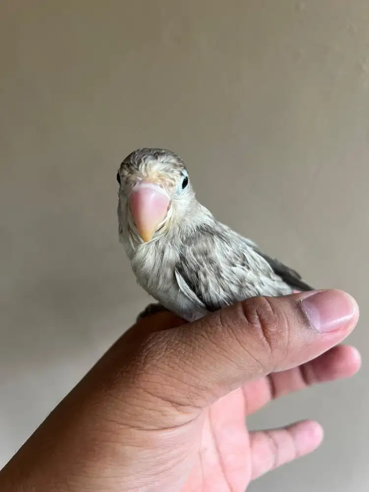 Burung Love Bird Klep Warna Cantik