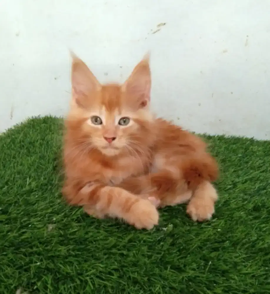 Kitten mainecoon jantan pure bukan mix. Induk ped cfa