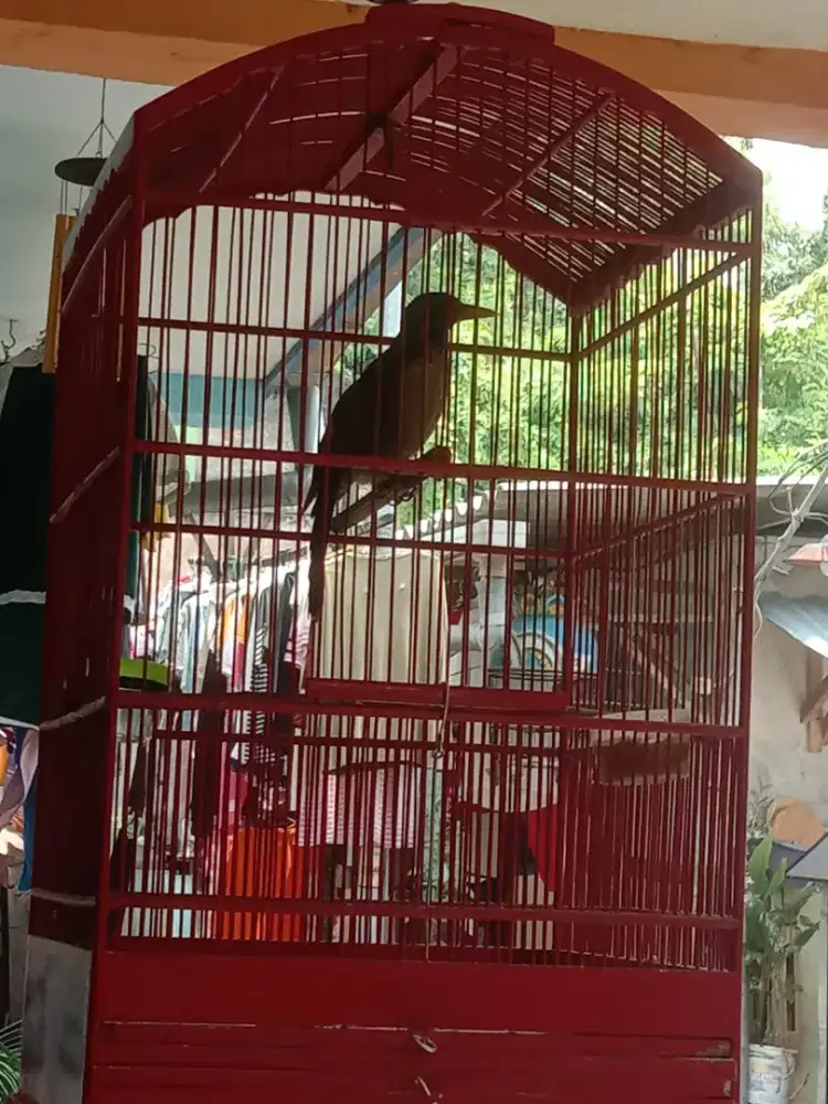Dijual burung cucak papua