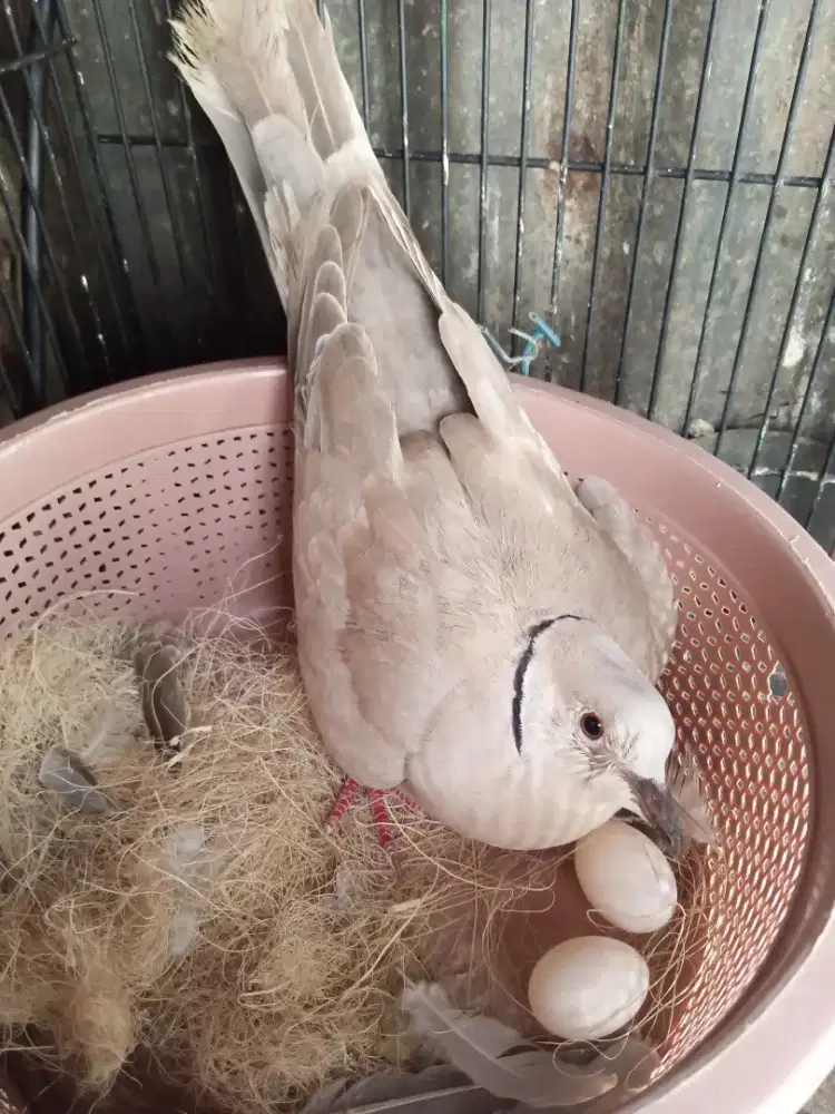 Puter sepasang produk