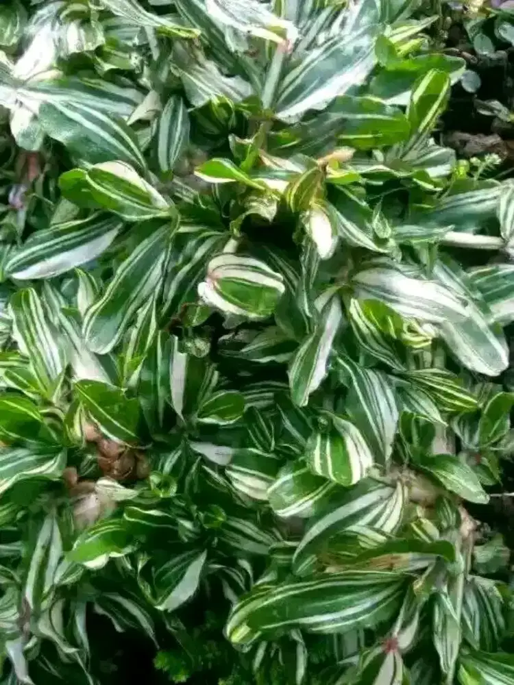 Jual rumput hias varigata