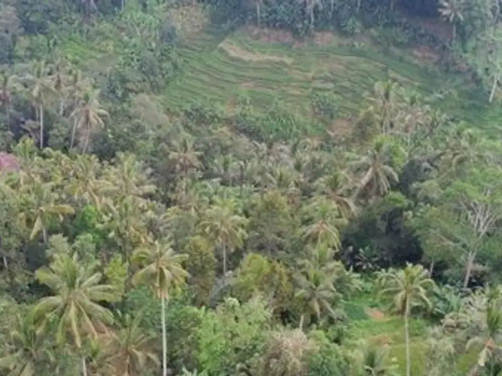 Sewa Kontrak  Tanah View Bagus Pemandangan Hutan Dan SawahTerasering.Di Tegallalang Ubud Bali.Konsep Retreat Alam , Wellness , Ecotourism Pertanian.