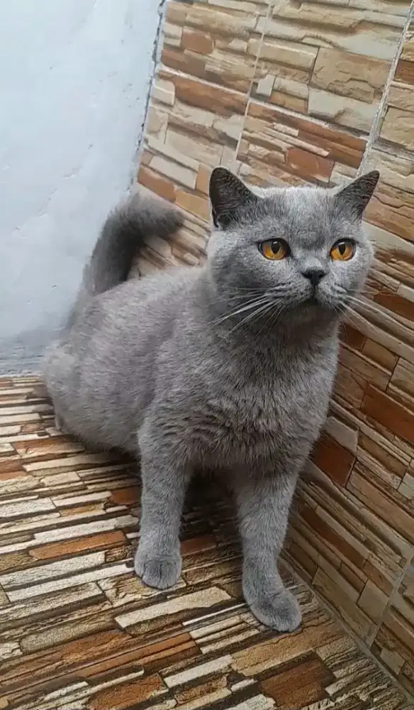 British shorthair Betina