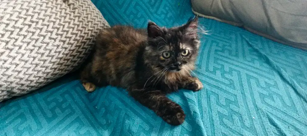 Kucing Kitten ragamuffin