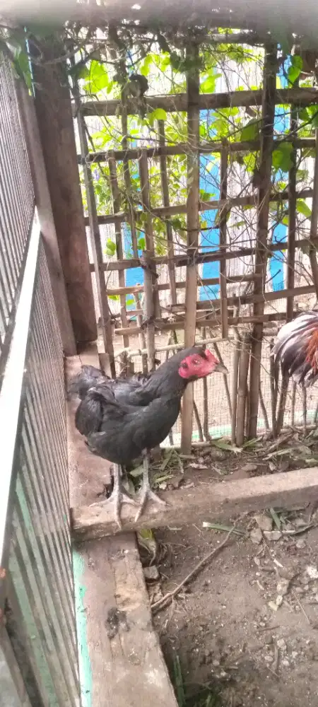 Jual 1 pasang ayam Birma