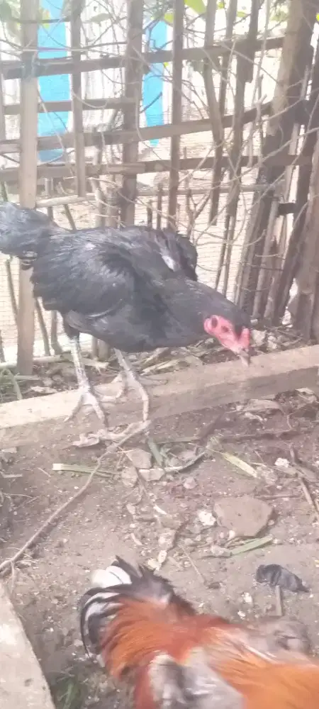 Jual 1 pasang ayam Bangkok pakoy