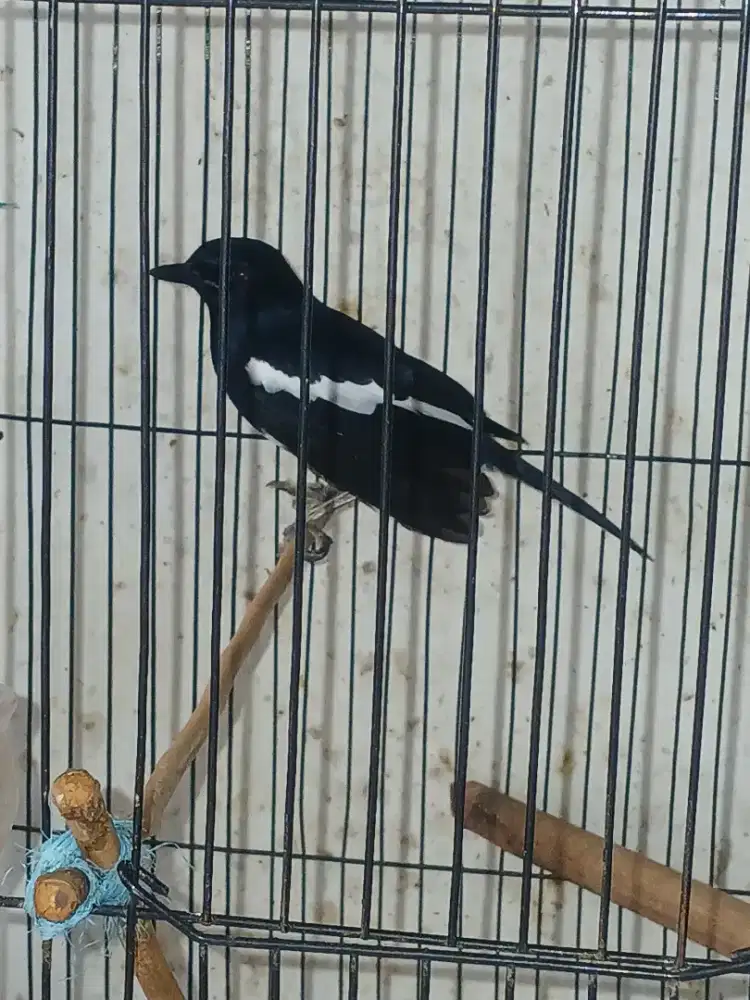 Jual kacer jabar  gacir dor