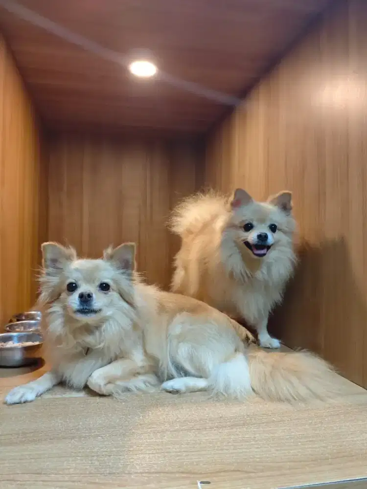 DIBUTUHKAN GROOMER / KENNEL BOY