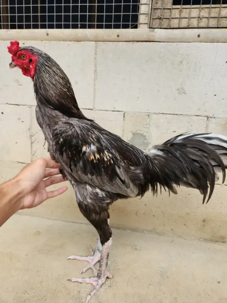 Ayam bangkok pama super pukul jatuh bervideo mewah