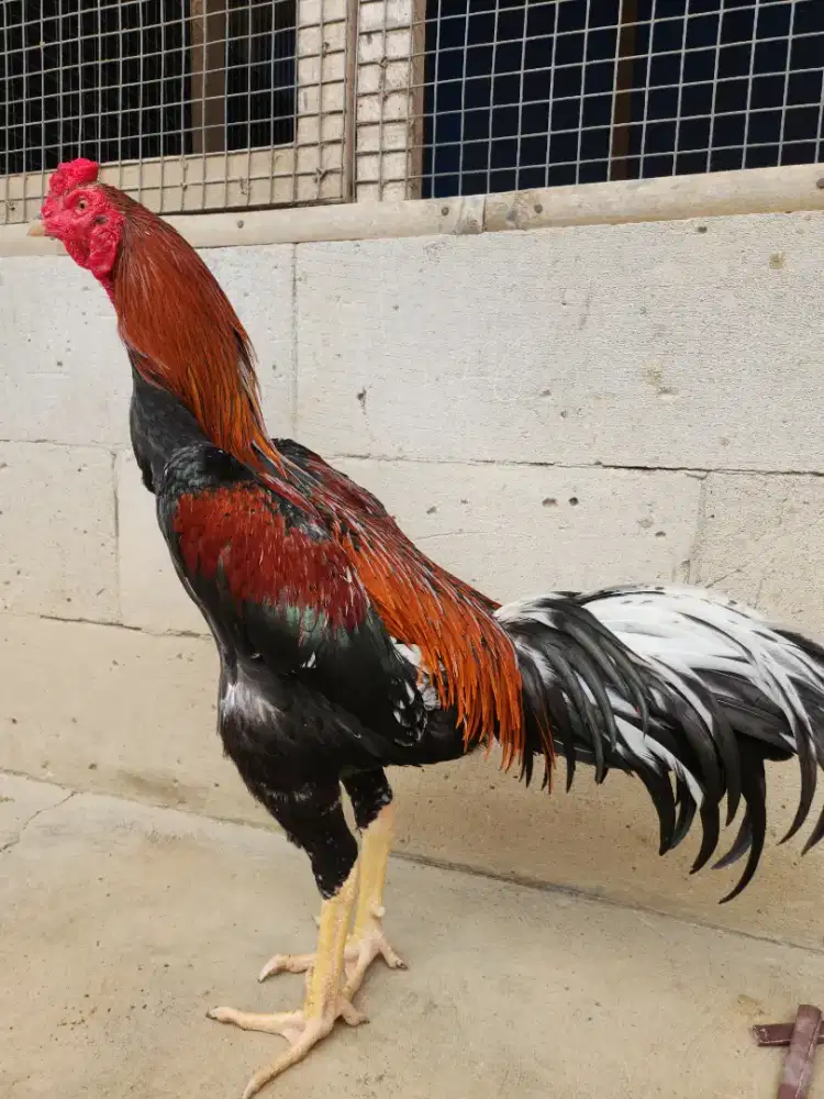 Ayam bangkok x pakoy jaguar jr. Super mewah bervideo