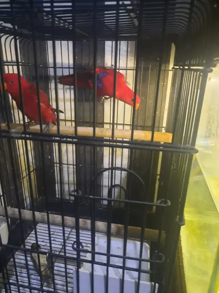Lovebird merah sepasang siap produksi..