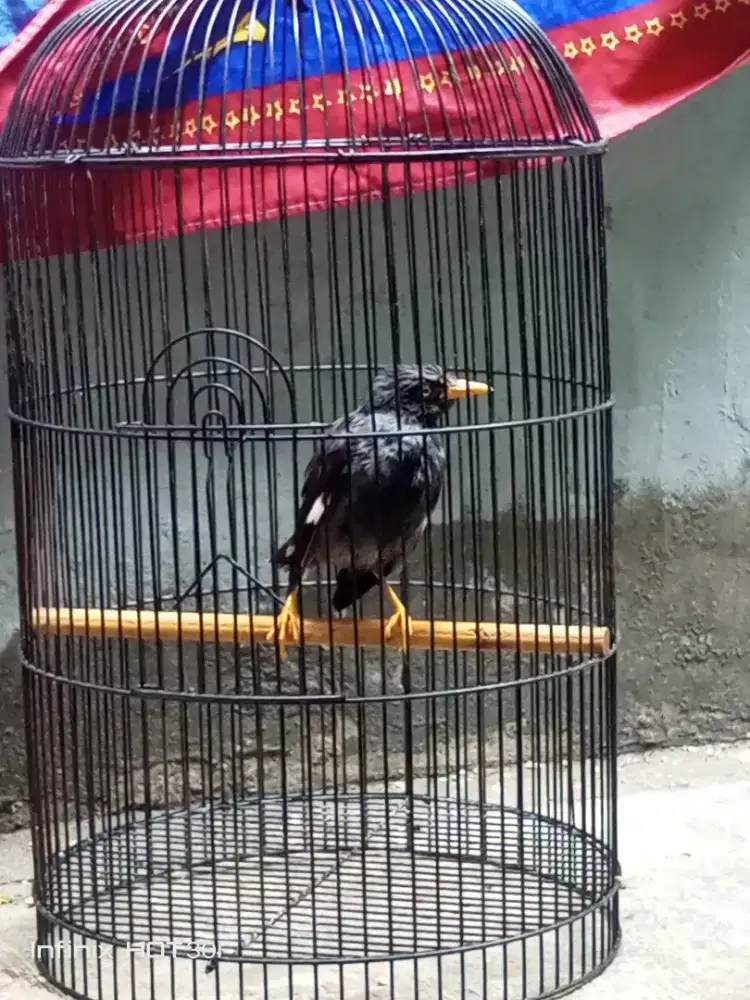 Burung jalak kebo rajin gacor