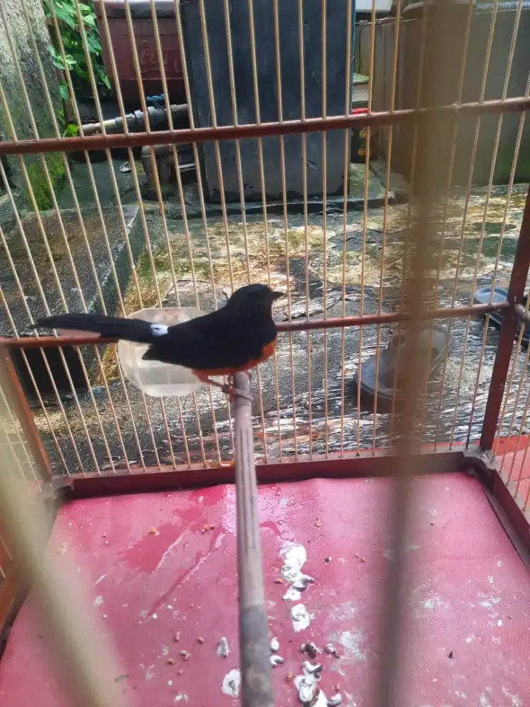 Murai trah blorok baru rapih mabung ada bloroknya..