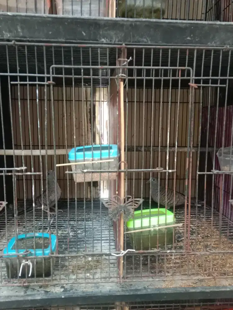 Burung perkutut lokal