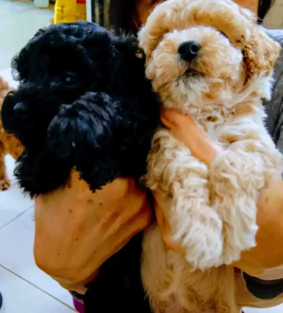 All Female Poodle puppies