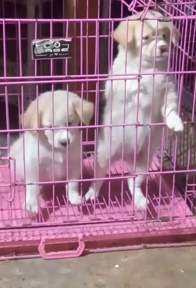 anjing puppy mix golden