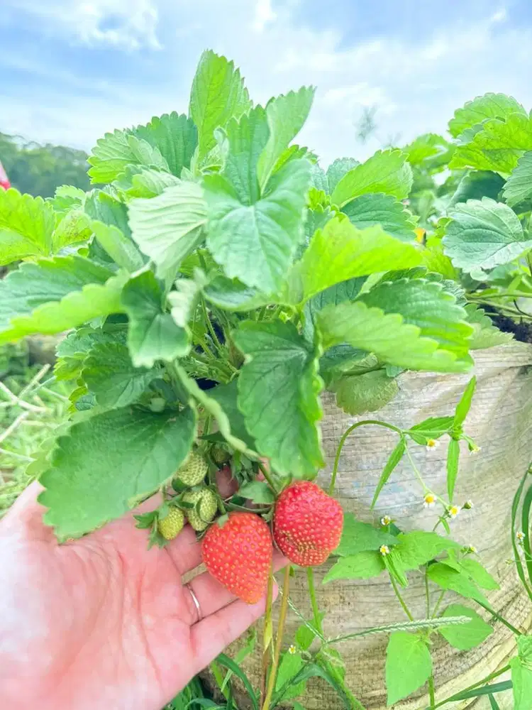 Di cari ART bisa motor bisa urus anak