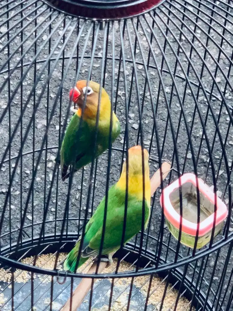 Sepasang burung lovebird