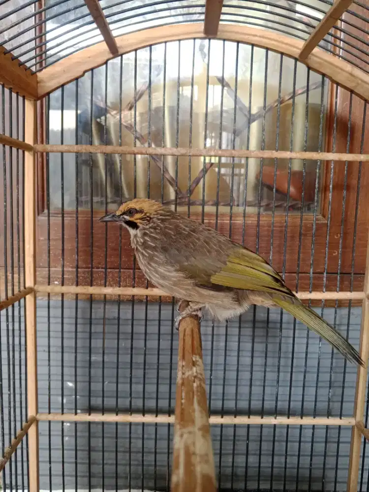 cucak Rowo Sudah cukup dewasa