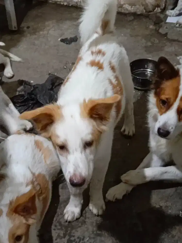 Jual anjing peliharaan