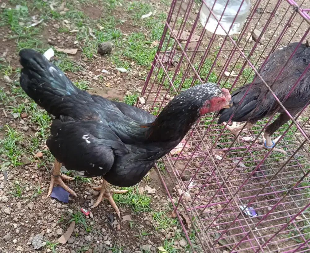 Ayam bangkok betina siap produksi