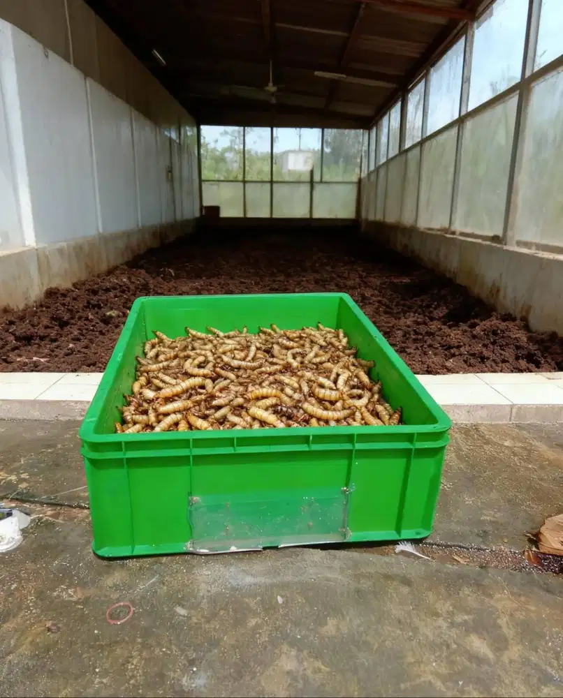 Kandang Magot 6675 pbb