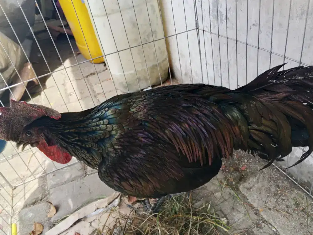 Bekicem Bekisar Cemani