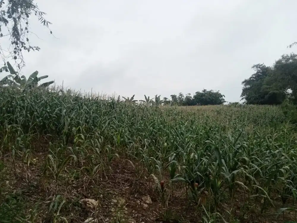 Jual Tanah Sertifikat Cocok Untuk Pertanian dan Peternakan