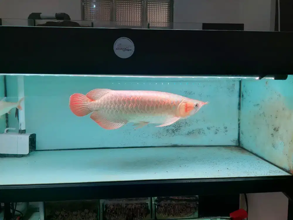 Ikan Arwana Super Red Size 50 Cm