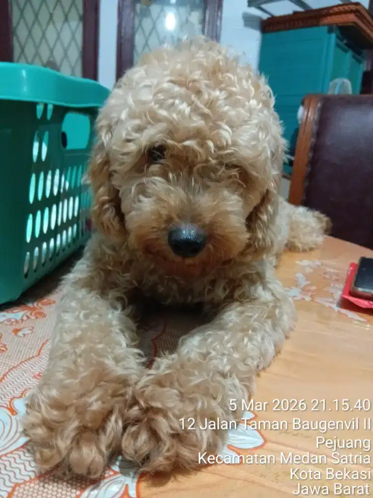 Jual Anjing Poodle