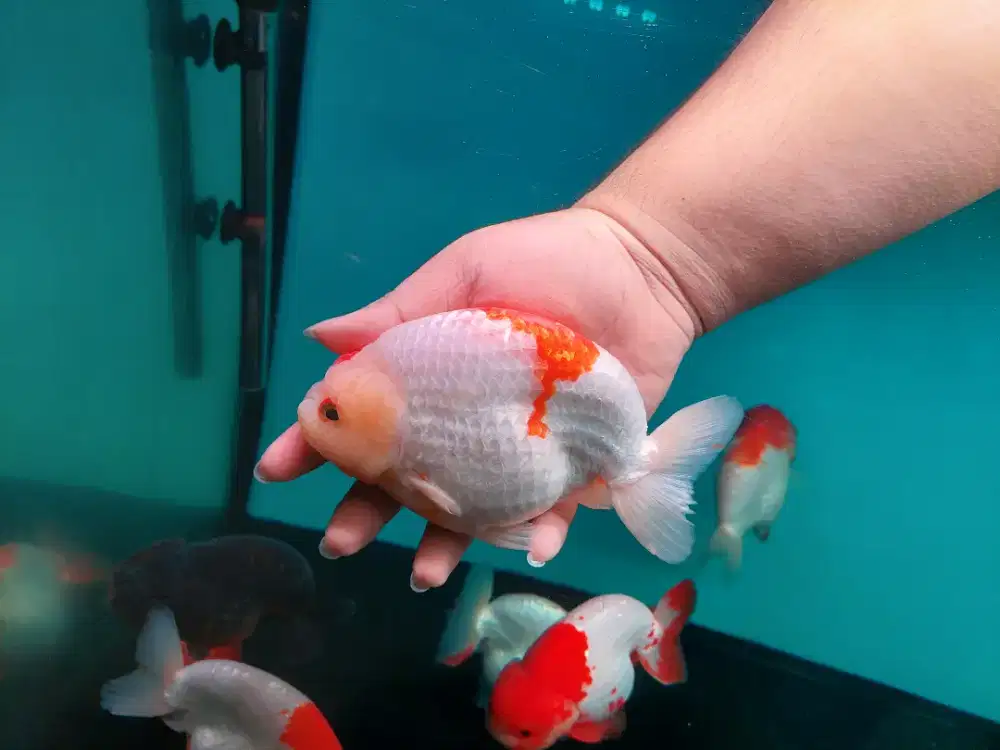 Ikan mas koki ranchu jumbo size 16-17 cm