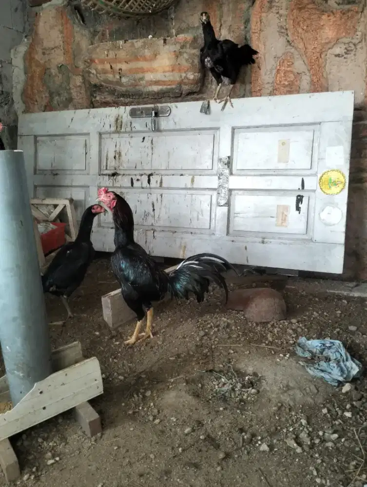 Di jual ayam jantan Bangkok bagus banget