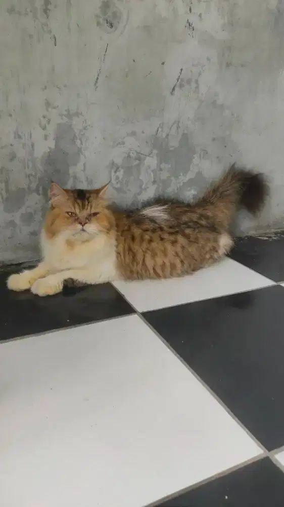 Indukan Bigbone Longhair HAMIL