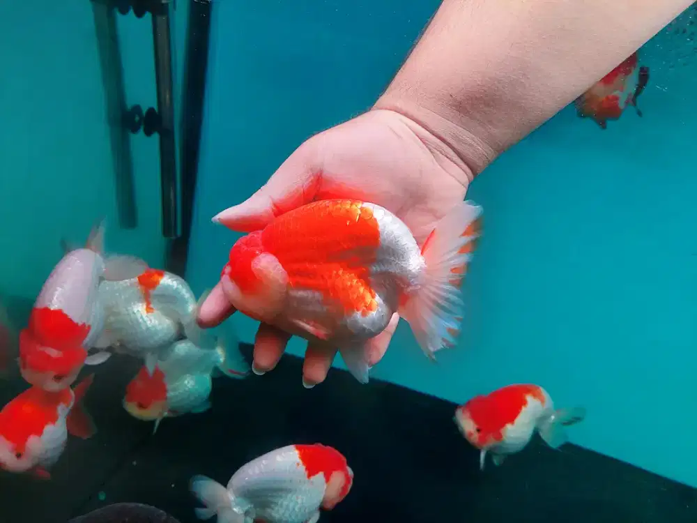 Ikan Mas Koki Ranchu Super Jumbo Size 16-17 Cm