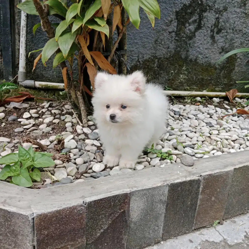 Minipom jantan lucu