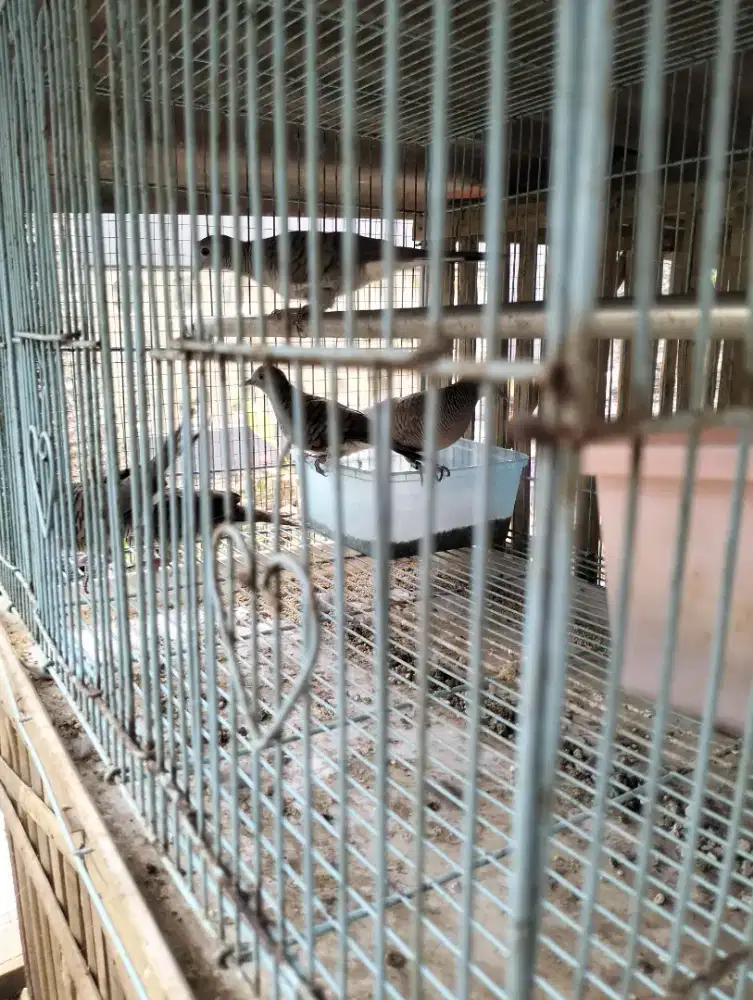 Di jual perkutut 40an