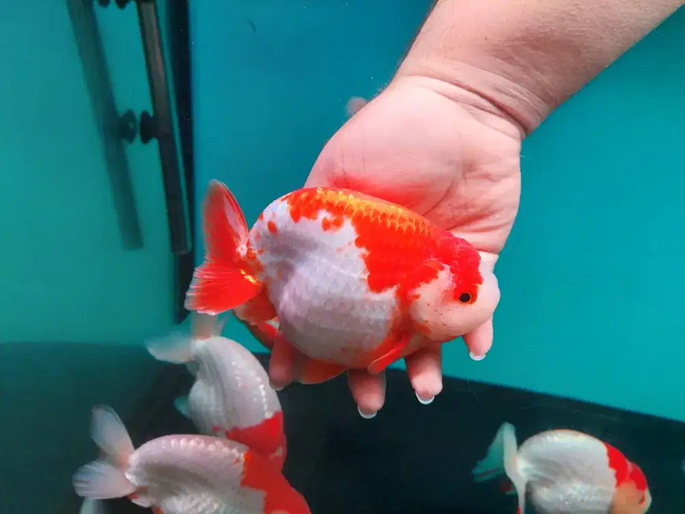 Ikan Mas Koki Ranchu Super Jumbo Size 16-17 Cm