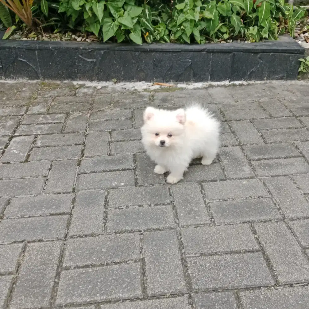 Puppy minipom jantan