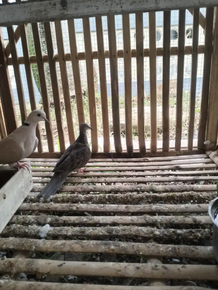 Dijual buruk dekuku dan deruk