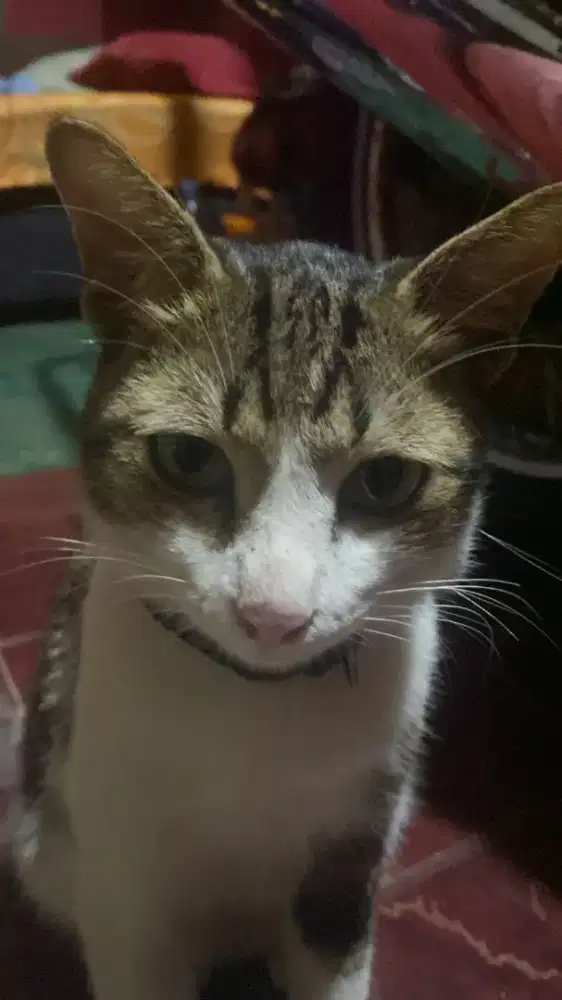 Cari handphone bajet 400 retak gpp layar yg penting hp normal