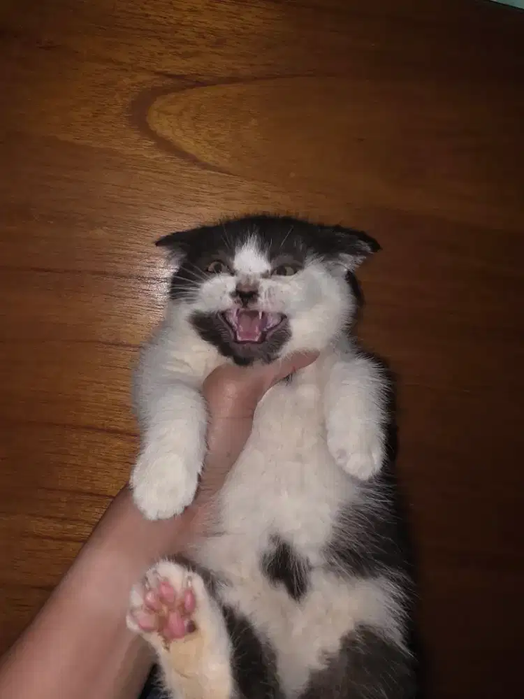 BSH Scottish fold jantan