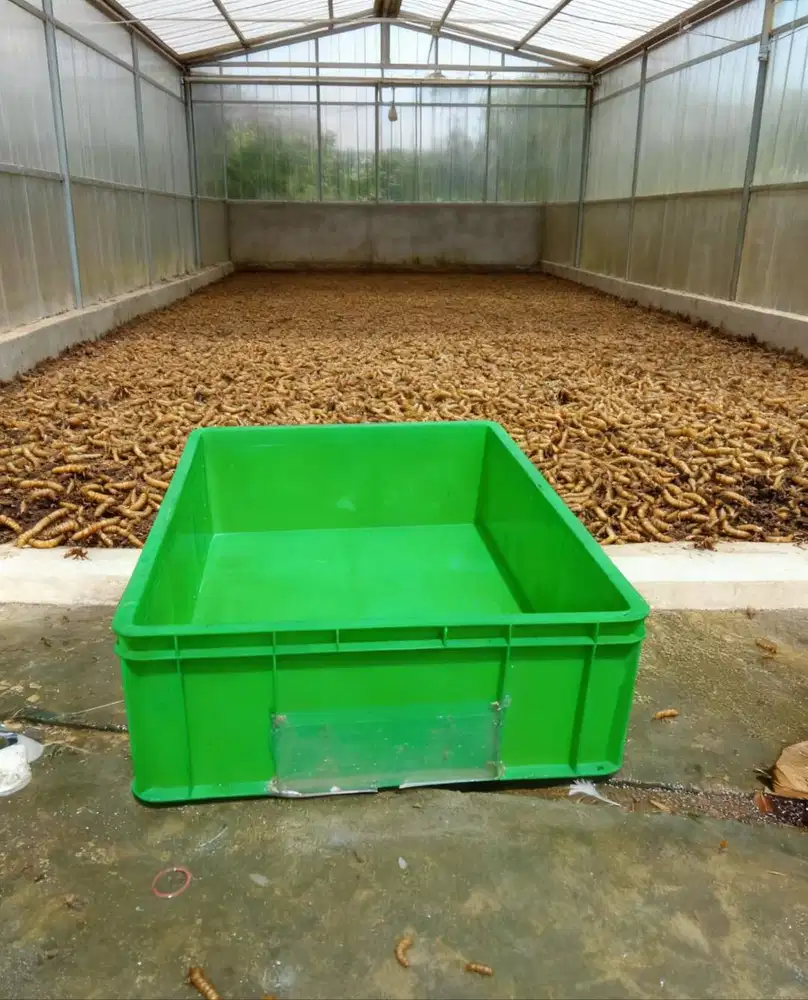 Kandang Magot bak bekas kode 6675 cb