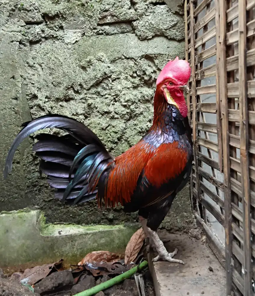 Ayam bekisar bodi besar.