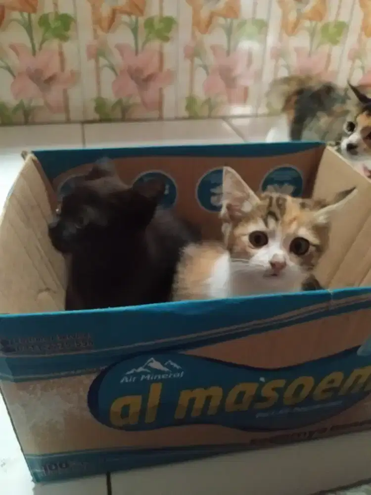 Kucing ada mixdom ada Persia medium