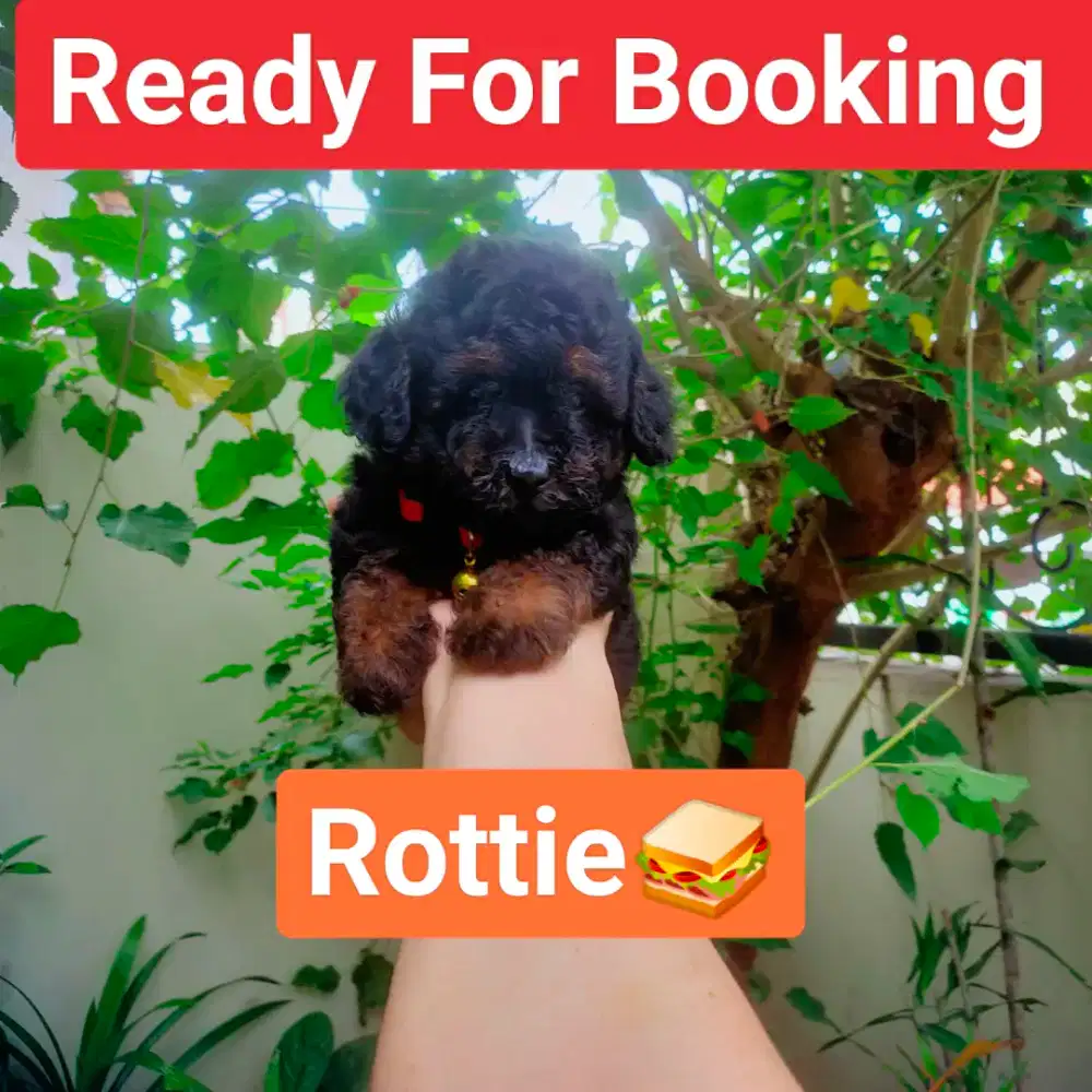 Male Choco Black Toy Poodle