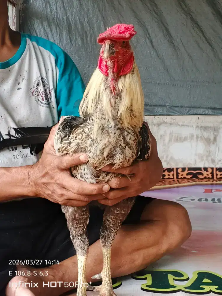AYAM ARAB X BANGKOK