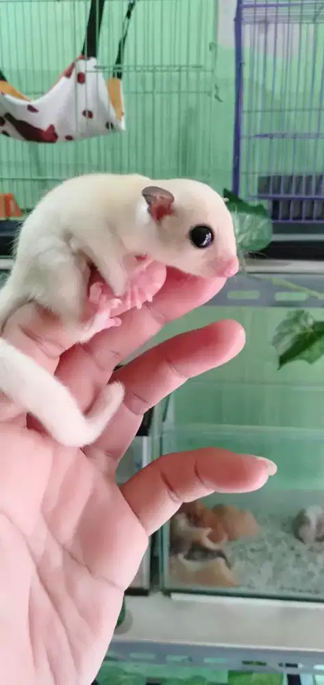 Sugar glider white mozaik