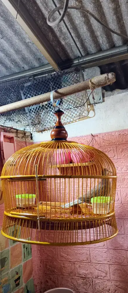 Tekukur leo rws gacor kuk 1 sandung 2